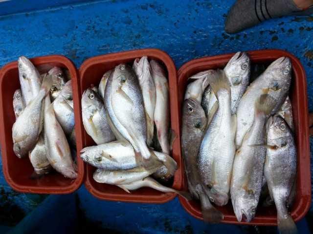 11일 백조기탐사 조항 사진 2