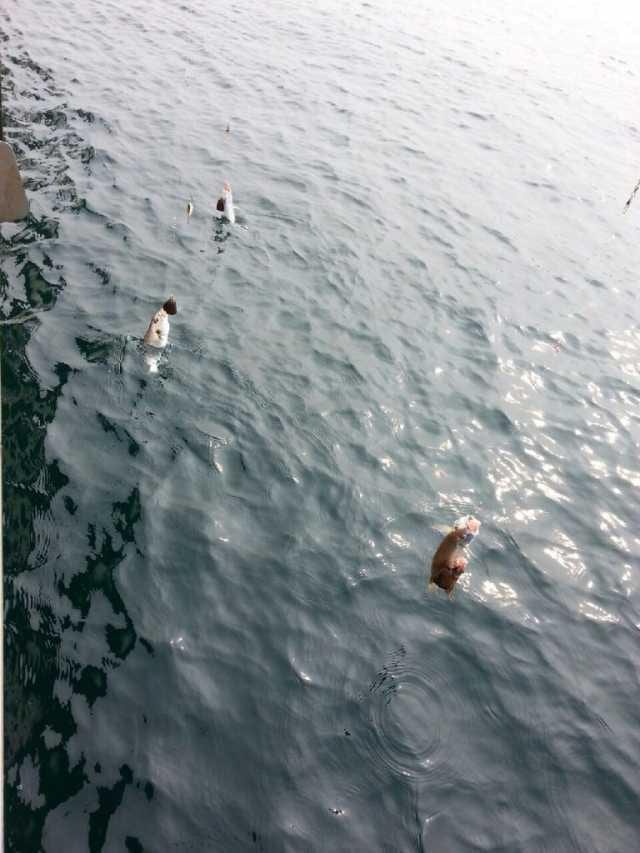 11일 백조기탐사 조항 사진 7