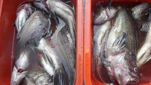 25일 조황 사진 17