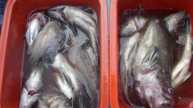 25일 조황 사진 18