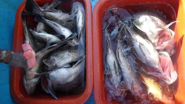 31일 조황 사진 10