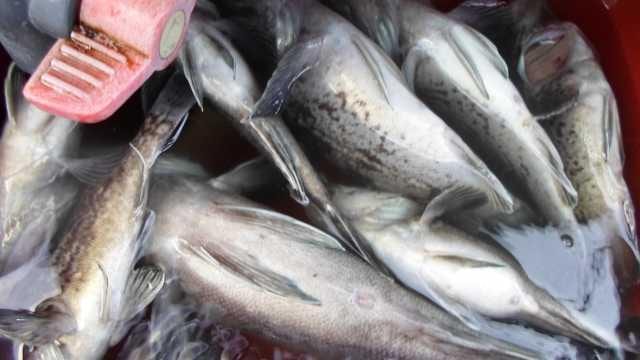31일 조황 사진 13