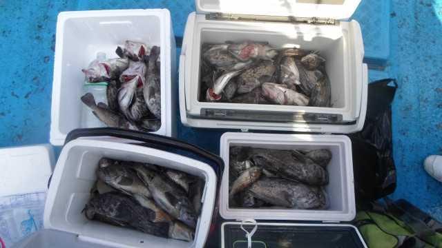 31일 조황 사진 14