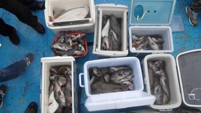 6일 조황 사진 1