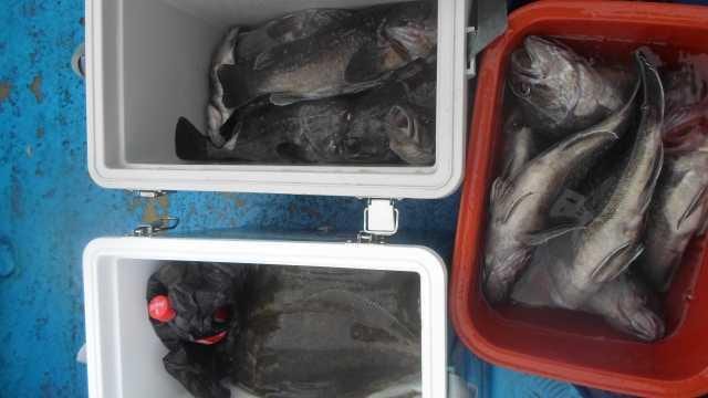 15일 조황 사진 1