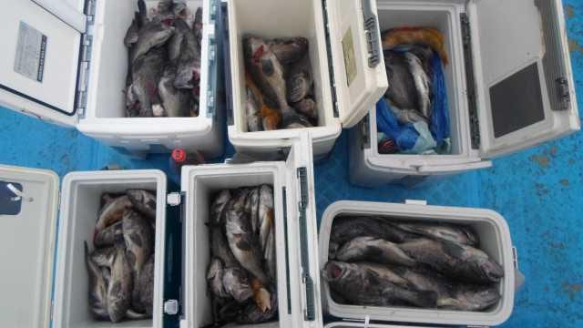 19일 조황 사진 2
