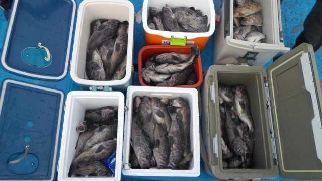 20일 7분조황 굿 사진 20