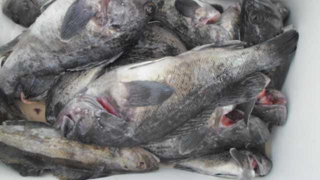 20일 조황 사진 15