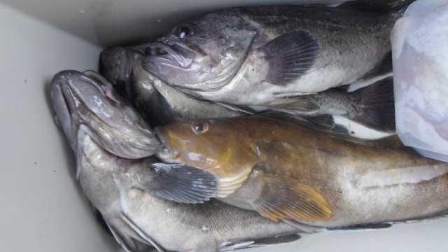 20일 조황 사진 16