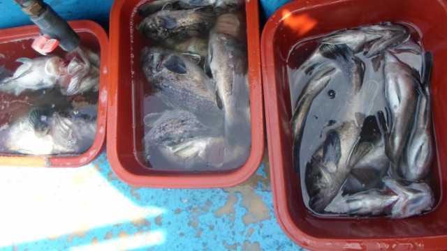 5월5일 단체조황 사진 22