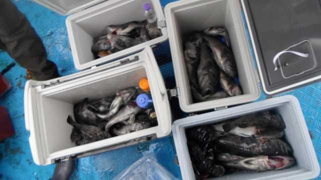 14일 조황 사진 26