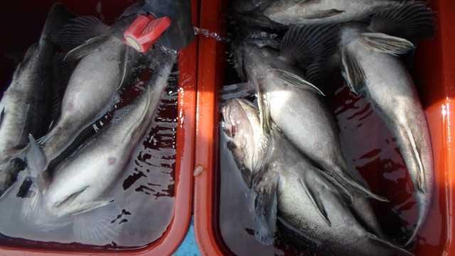 21일 조황 사진 18