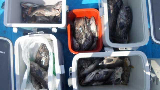 21일 조황 사진 21