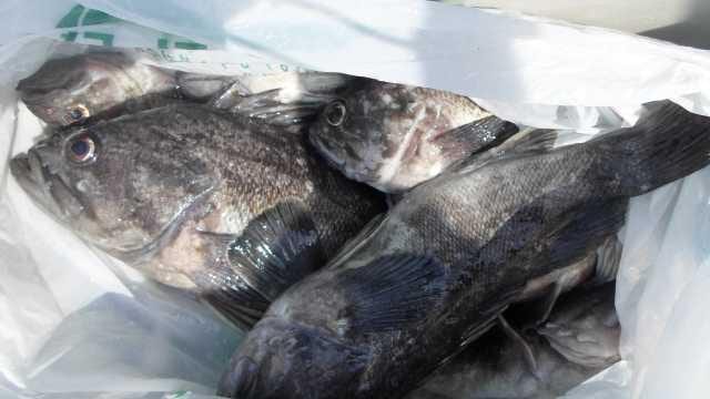 21일 조황 사진 22
