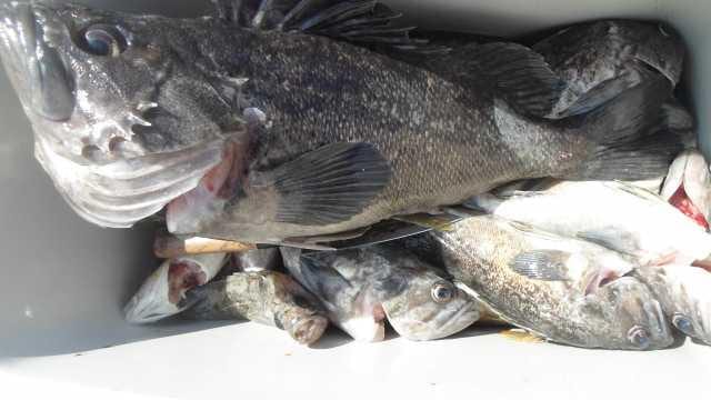 28일 단체조황 사진 25