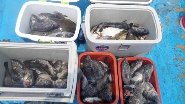 31일 오전5분 조황 사진 4