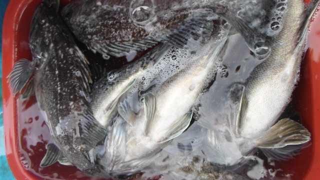 5일 단체조황 사진 16