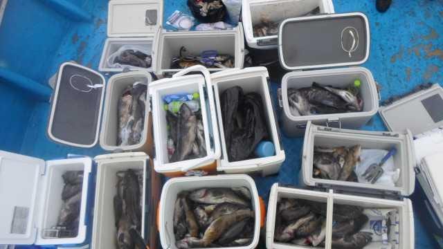 12일 우럭 조황 사진 2
