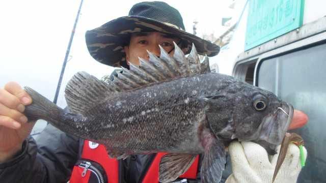 12일 우럭 조황 사진 13