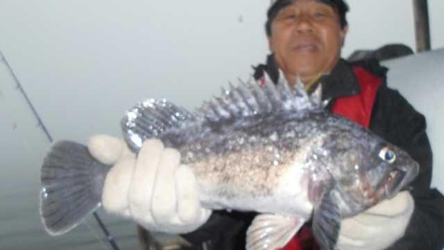 12일 우럭 조황 사진 22