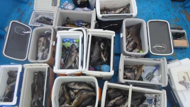 12일 우럭 조황 사진 1