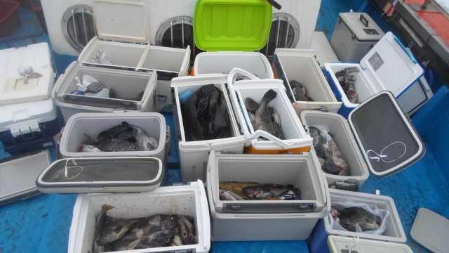 12일 우럭 조황 사진 28