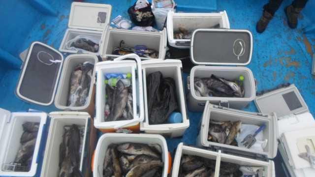 12일 우럭 조황 사진 29