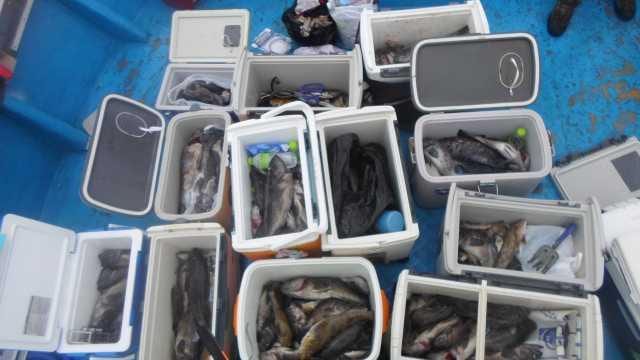 12일 우럭 조황 사진 30
