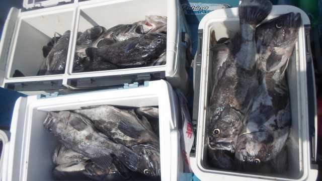 13일우럭 대박조황2부 사진 3