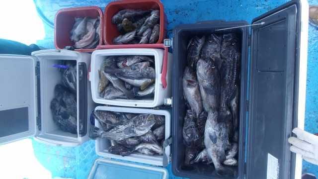 19일 우럭 굿조황 1부 사진 2