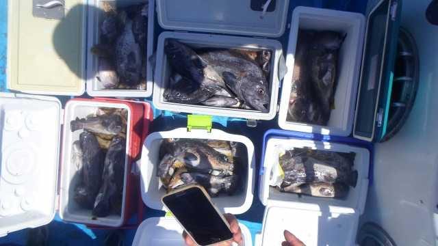 25일 우럭 조황 사진 1