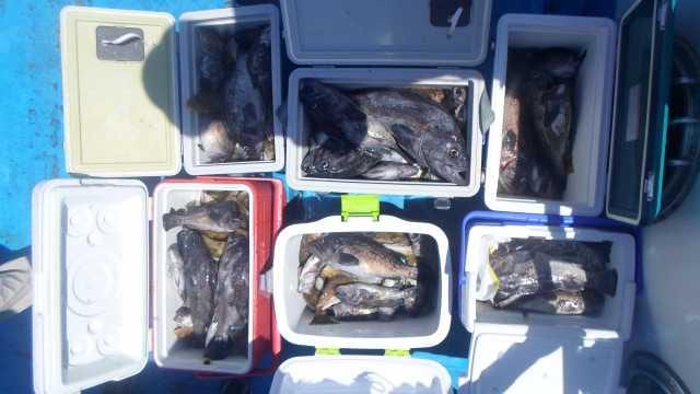25일 우럭 조황 사진 2