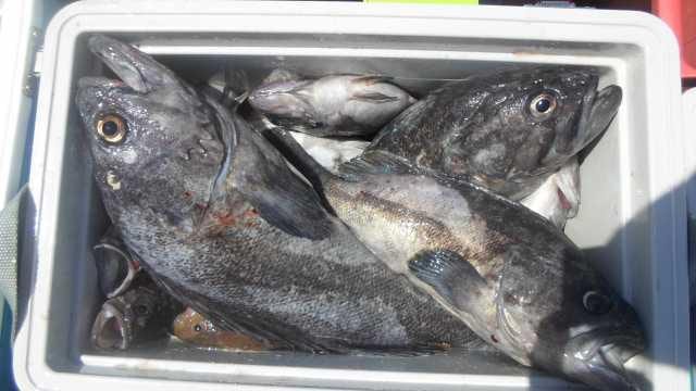 25일 우럭 조황 사진 3