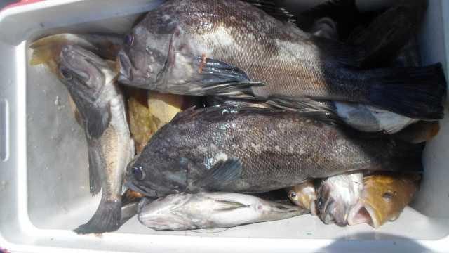 25일 우럭 조황 사진 6