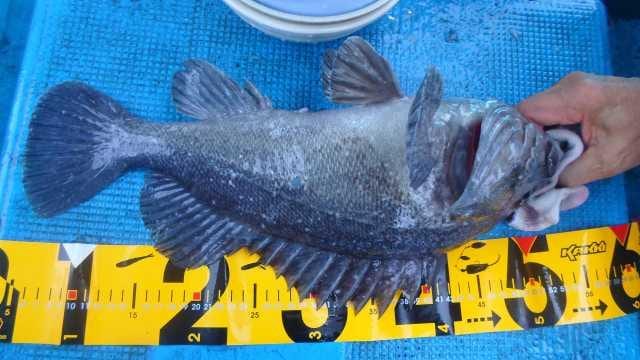 25일 우럭 조황 사진 10