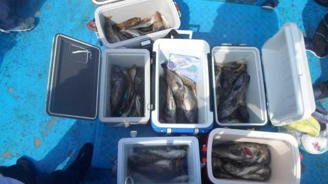 13일 우럭조황 사진 1
