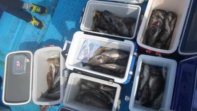 13일 우럭조황 사진 2