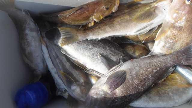 13일 우럭조황 사진 19