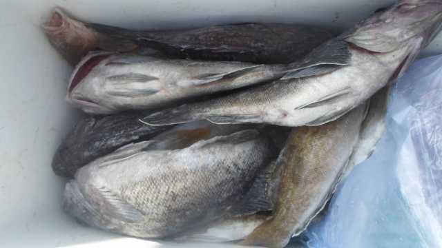 13일 우럭조황 사진 20