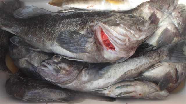 13일 우럭조황 사진 22