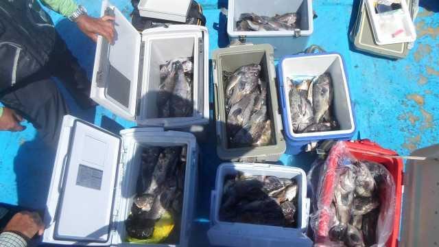 14일 7분우럭조황 사진 1