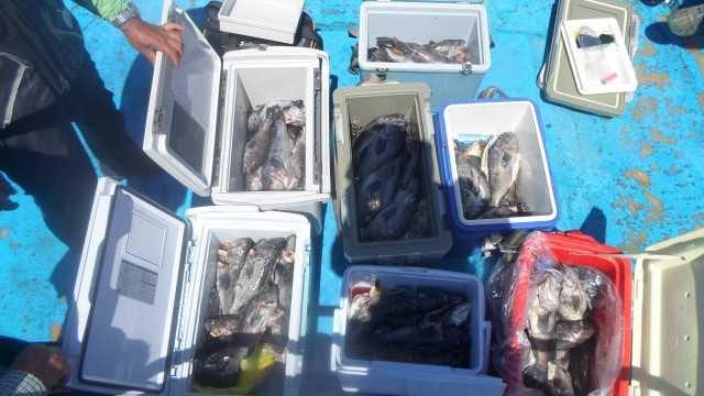 14일 7분우럭조황 사진 2