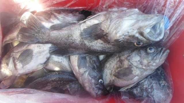 14일 7분우럭조황 사진 15