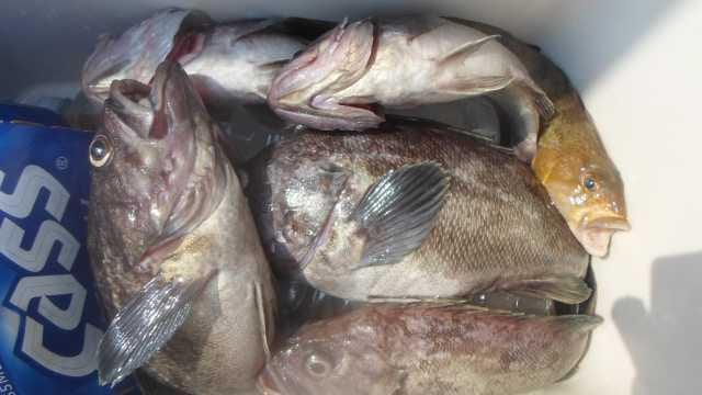 30일 조황 사진 19