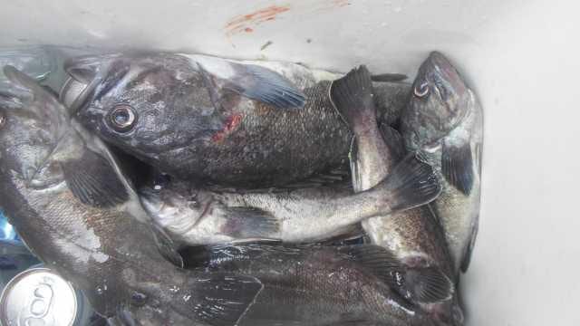 30일 조황 사진 20