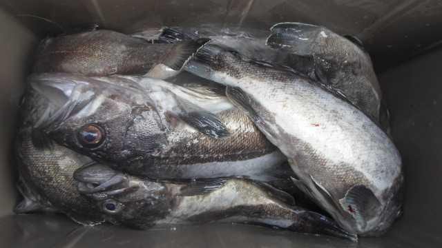 30일 조황 사진 21
