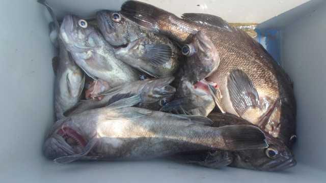30일 조황 사진 23
