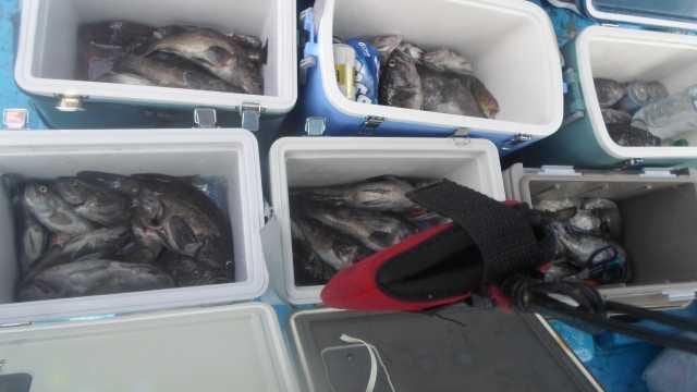 30일 조황 사진 26