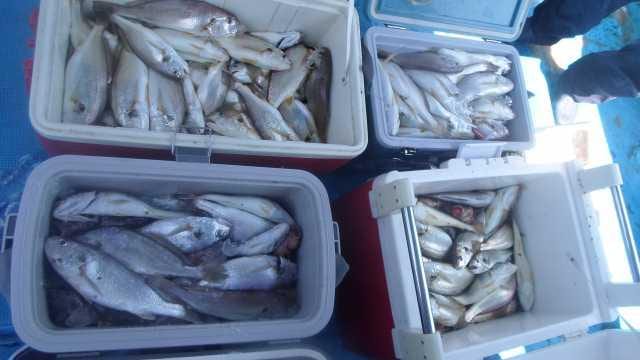 8월10일  백조기 오전조황 사진 1
