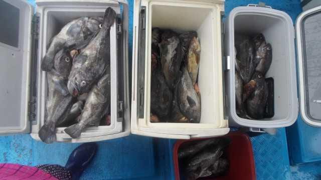 14일 우럭조황 사진 1